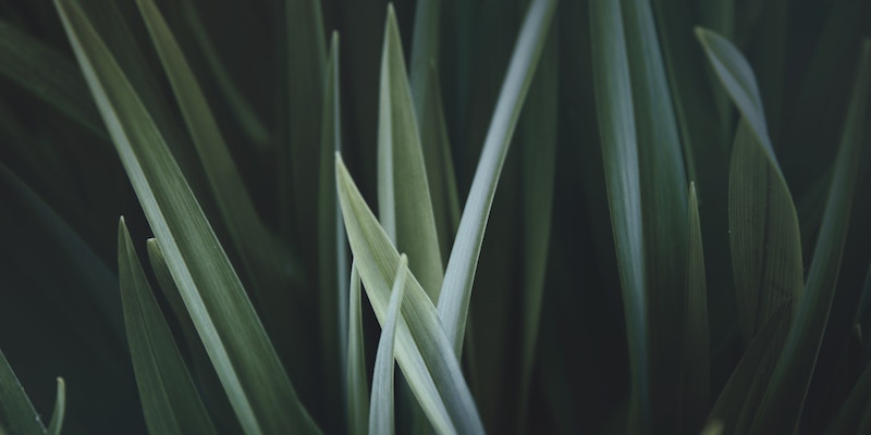 Close up photo of green linear leaves