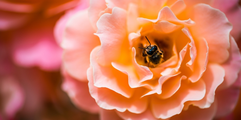Busy bee in a flower