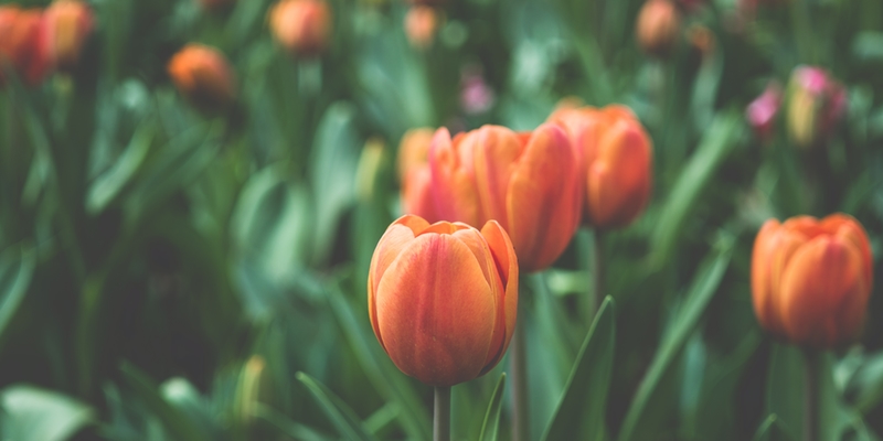 Tulips standing at attention