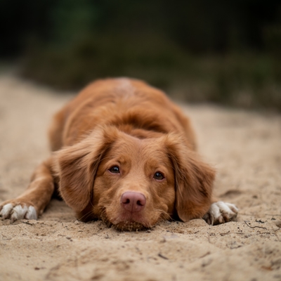 Dog 2 Brown dog lying on ground